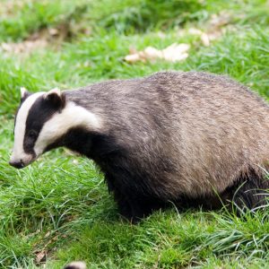 Habitats Regulations Assessment For Planning Applications