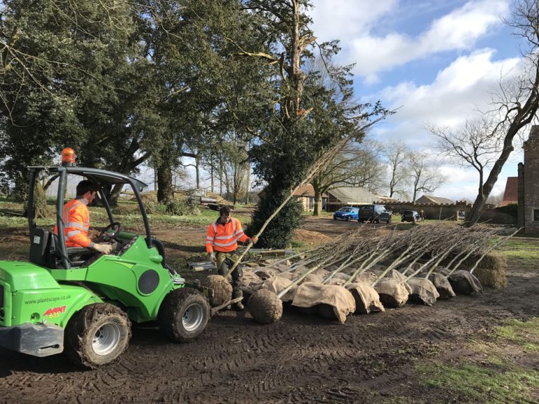 Tree Moving Services