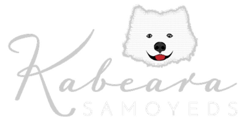 Kabeara Samoyeds