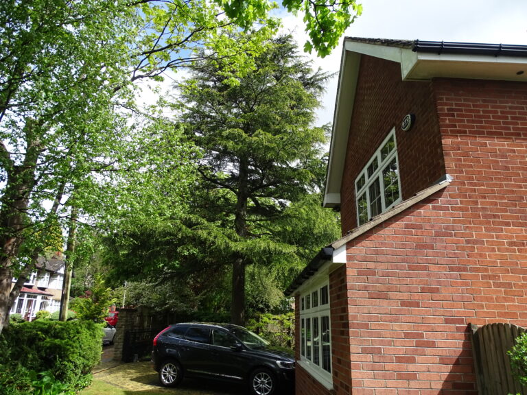 Residential Tree Survey Services