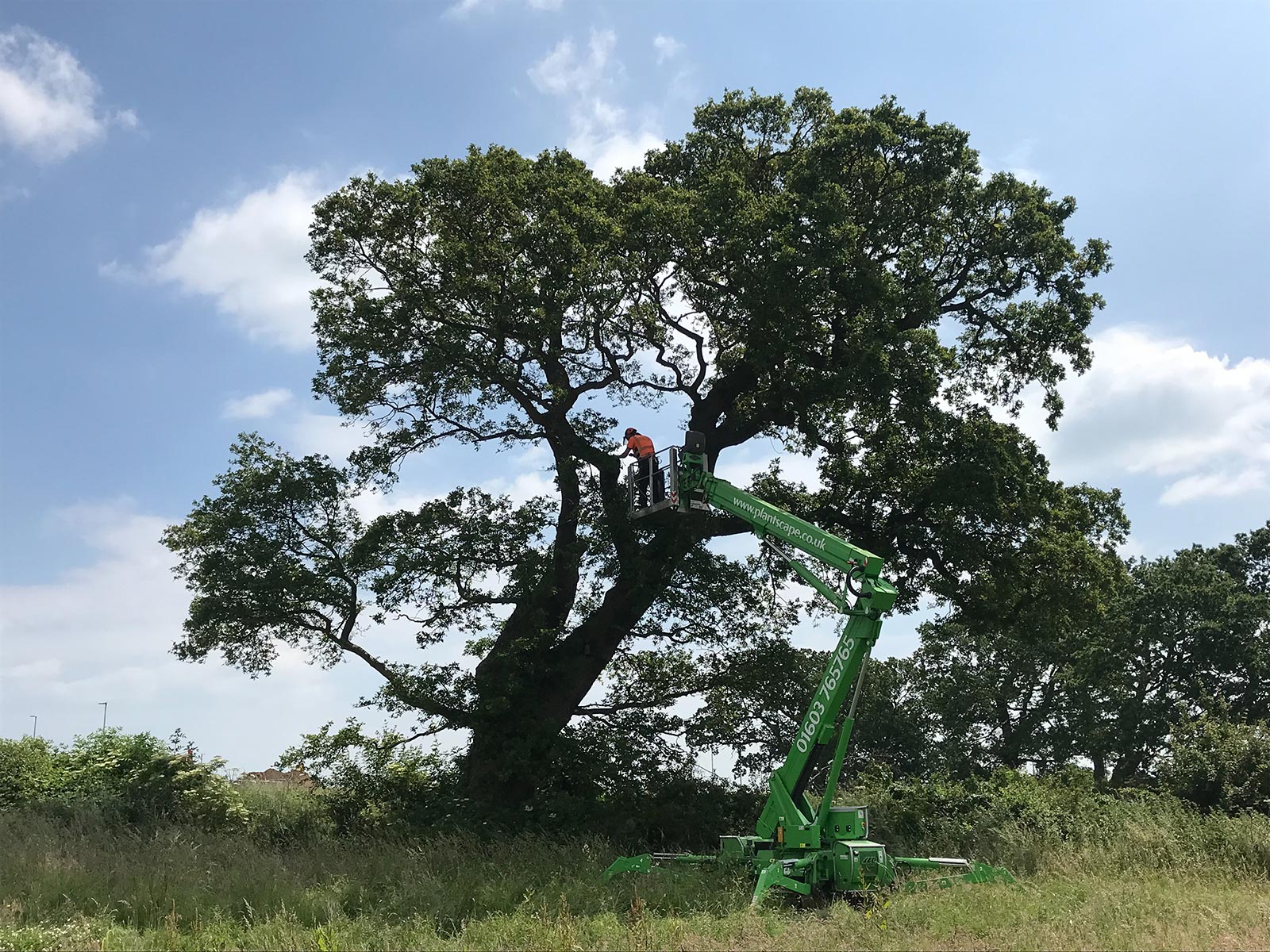 Arboricultural Consultant Services Mulbarton