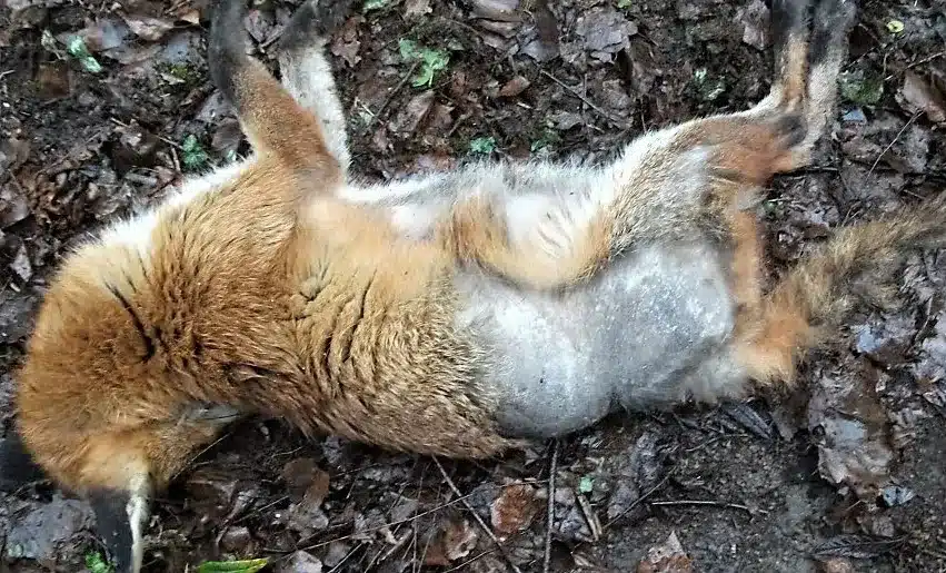 Dead Fox Removal London
