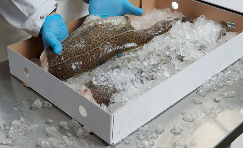 FISH PACKAGING SOLUTIONS