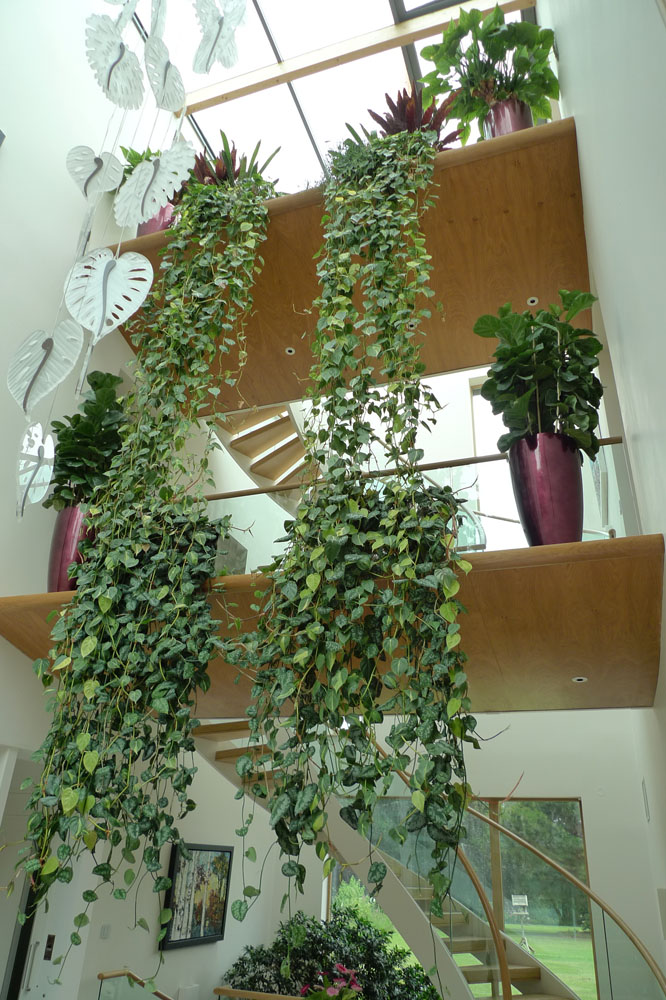 Interior Plant Displays