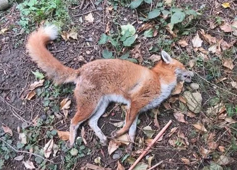 East London Dead Fox Removal