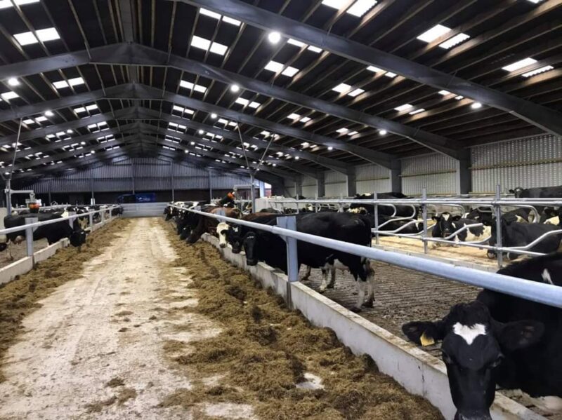 Cattle Mega Slats