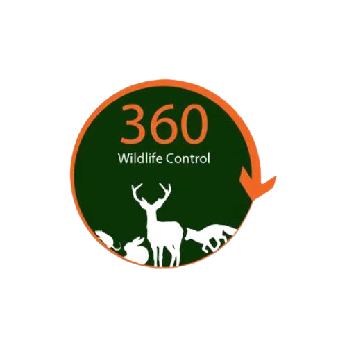 360 Wildlife Control