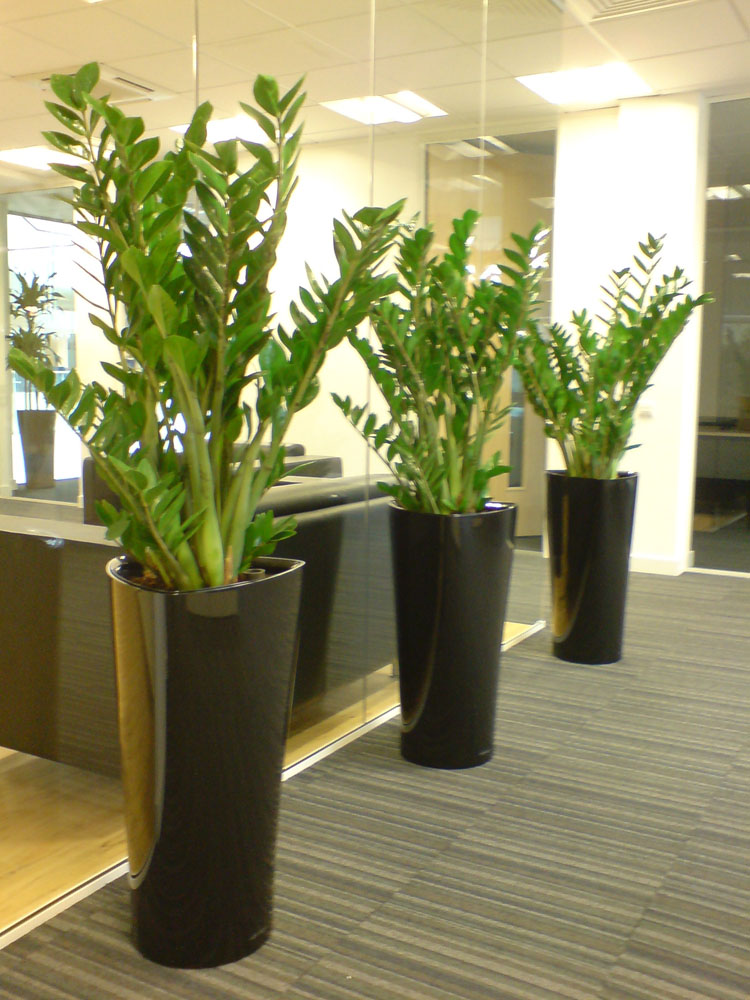 Artificial Plant Displays Eaton