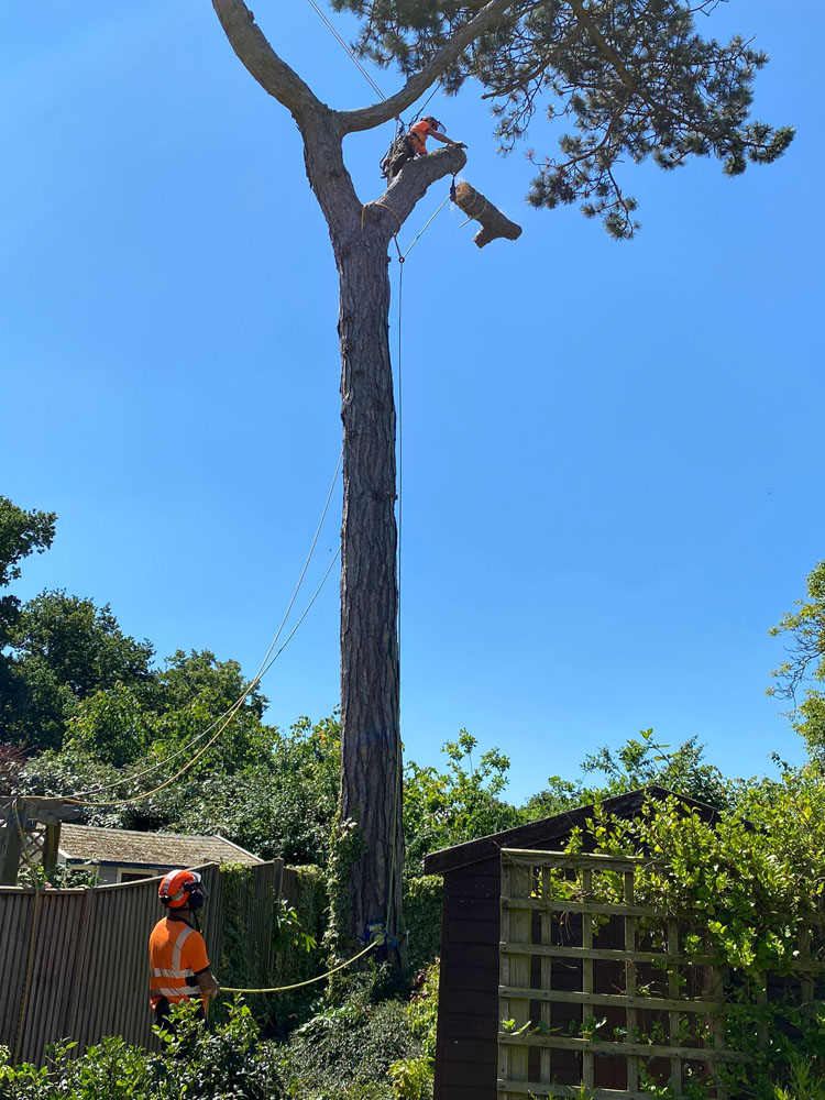 Emergency Tree Dismantling Cringleford