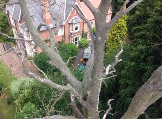 CHESTER TREE & STUMP REMOVALS/CHESTER TREE SURGEON