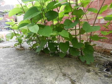  Japanese Knotweed Protective Barriers