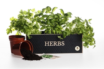 Bespoke Personalised Herb Planter