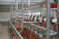 500 Cow Herd Milking Equipment supplier