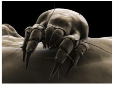 Dust Mites Removal Services