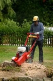 Petrol Stump Grinder In The New Forest