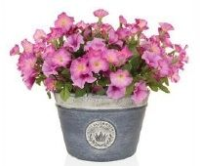 Artificial Petunias Ready Made in a Planter - Purple