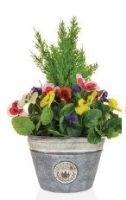 Artificial Cedar and Pansies in a Planter - Mixed Colour