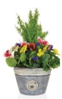 Artificial Cedar and Pansies in a Planter - Yellow and Red