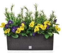 Artificial Pansy and Podocarpus in Rato Trough - 53cm, Orange/Yellow Pansies in Black Trough