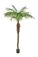 Artificial Phoenix Palm - 240cm, Green