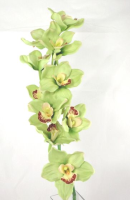 Artificial Cymbidium Orchid (Real Touch) - 75cm, Pink/Cream, Real Touch