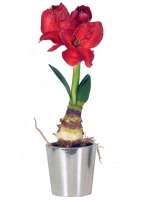 Amaryllis Red Bulb with Silver Pot - 53cm, Red