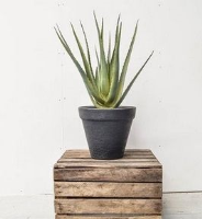 Artificial Aloe Plant Single Stem - 60cm, Green