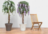 Artificial Silk Wisteria Tree In Planter - 165cm, Lilac in Chalk Planter