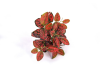 Artificial Green Wall System - Japonica UV - 25cm, Red