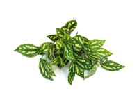 Artificial Green Wall System - Pilea UV - 25cm, Variegated