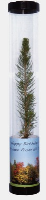 REAL LIVE SPRUCE TREE SAPLING in Clear Tube.