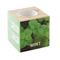 Herb Pot In Wood Case