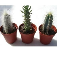 Mini Cactus