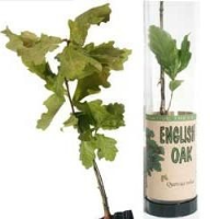 Real Live Oak Tree Sapling In Clear Tube