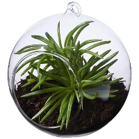 Sphere Terrarium In Transparent Clear Transparent