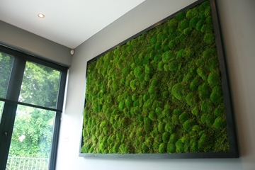 Unique Acoustic Moss Wall