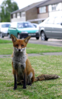 Specialists In Extreme Fox Proofing In Edmonton