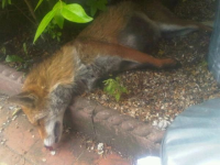Specialists In Dead Fox Removal In Essex