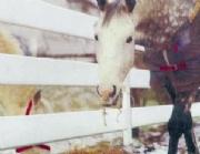 Equestrian Fencing
