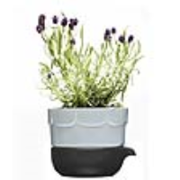 Sagaform Green Double-barrelled Growing Pot - Lavender Blue