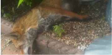 Dead Fox Removal Services For Construction Sites