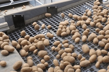 Potatoes Screening Belts For Export 