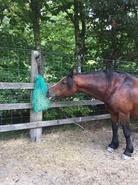 Trickle Feed Horses Nets 