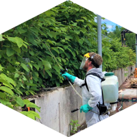 Herbicide Treatment For Japanese Knotweed In Glasgow