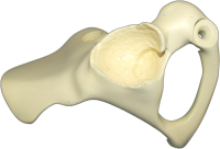 Manufacturers Of Polyurethane Skeleton For The Medical Industry