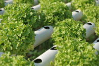 Custom Plastic Extrusions Products for Hydroponic Applications