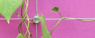 Supplier Of Wire Trellis Systems