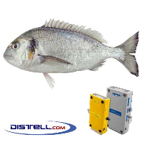  Fatmeter Calibration Setting For Sea Bream, Gilthead Bream (Mediterranean)