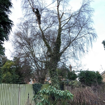 Tree Surgery Services Spalding