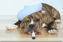Pet First Aid Courses London